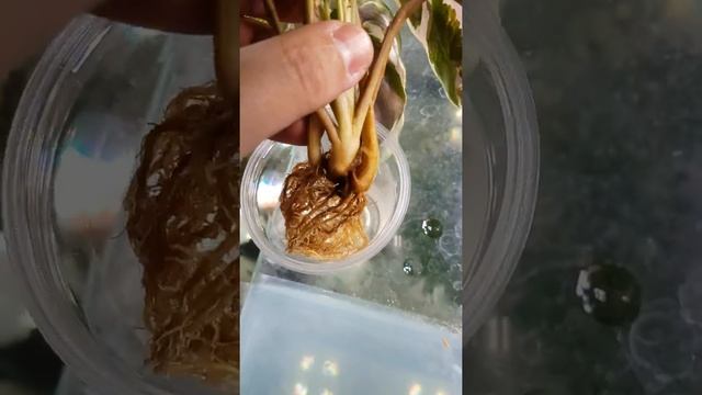 Calathea white fusion калатея Вайт Фьюжн смотреть онлайн