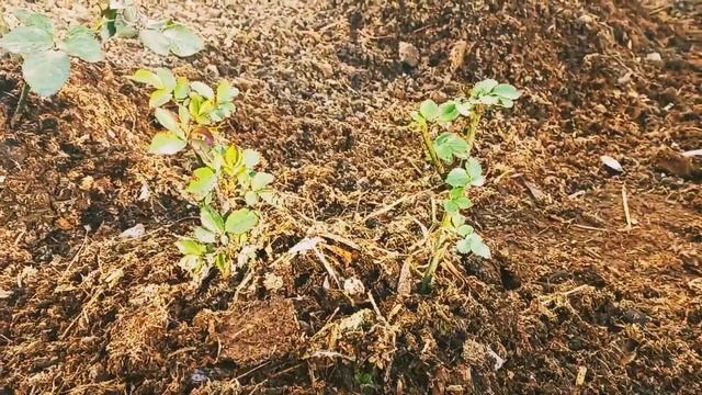 Vlog-100❄Ой! что я наделала? 23-24 декабря смотреть онлайн