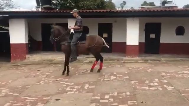 Bribón Royal (Bribón de San Isidro F.C en Valentina Royal) смотреть онлайн