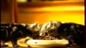 Трогательная реклама Вискас для котят 2003 года