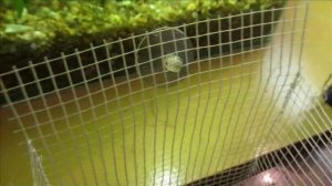 Отсадник для аквариумных живородящих рыбок. Своими руками.