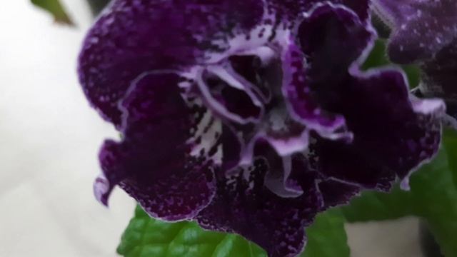 Шикарные Стрептокарпусы в конце июля 2021 смотреть онлайн