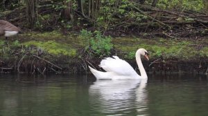 Звуки диких птиц| орел 🦅, лебедь 🦢, сова 🦉, фламинго 🦩