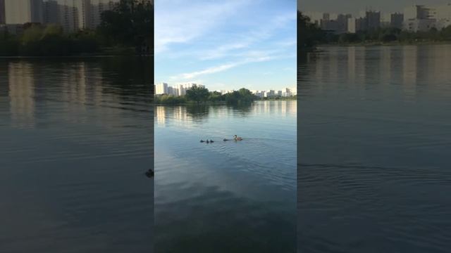 утятки на пруду в Бутово смотреть онлайн