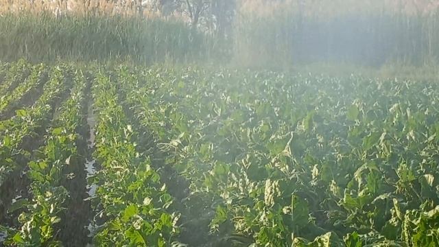 Дизельный двигатель. Полив сахарную свёклу. Спринклер смотреть онлайн