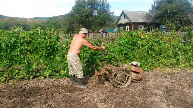 Мотоблок МТЗ-05 копаем кортошку смотреть онлайн