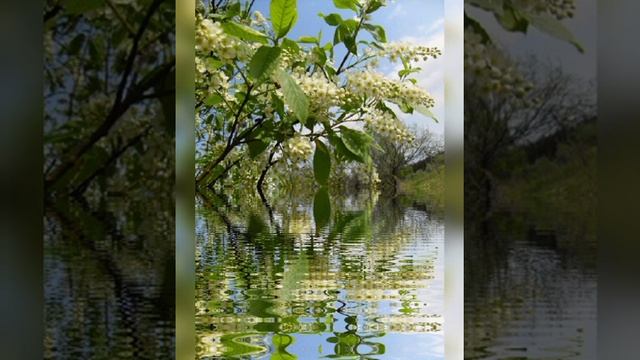 Чуб Валентина , Андреева Валентина "Живёт село родное"- с. Романовка. Сальский р-н смотреть онлайн