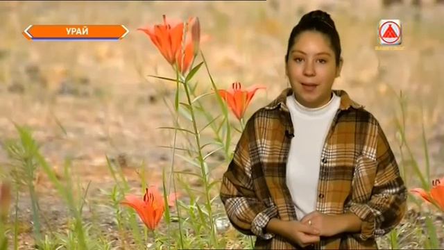 Мультигейм Лангепас 2020-11-02 смотреть онлайн