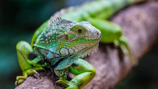 ДОМАШНЯЯ ИГУАНА! Красивый экзотический питомец. Как ухаживать за игуаной. смотреть онлайн