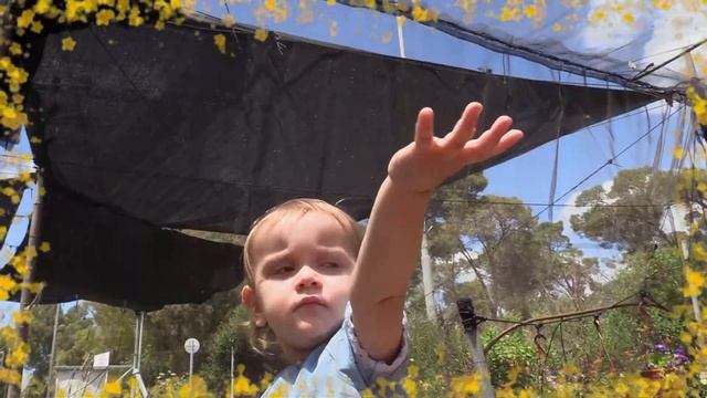 Где живут Бабочки. смотреть онлайн