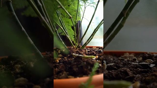 Фитильный полив даёт результат! Аспарагус выпустил новые стрелочки смотреть онлайн