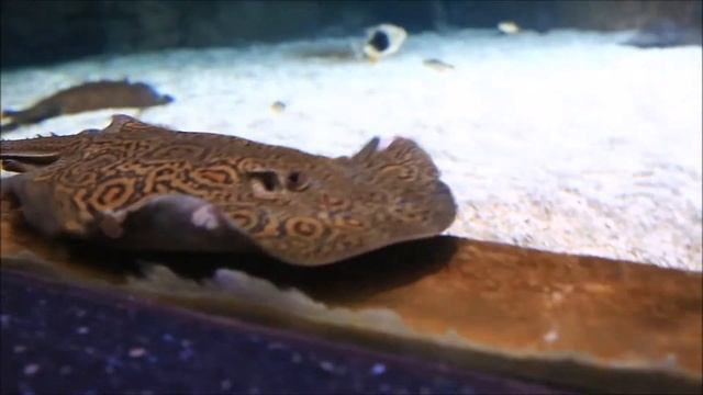 Интересные факты - скаты смотреть онлайн