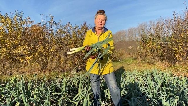 ЛУК-ПОРЕЙ. Выращивание и хранение. смотреть онлайн