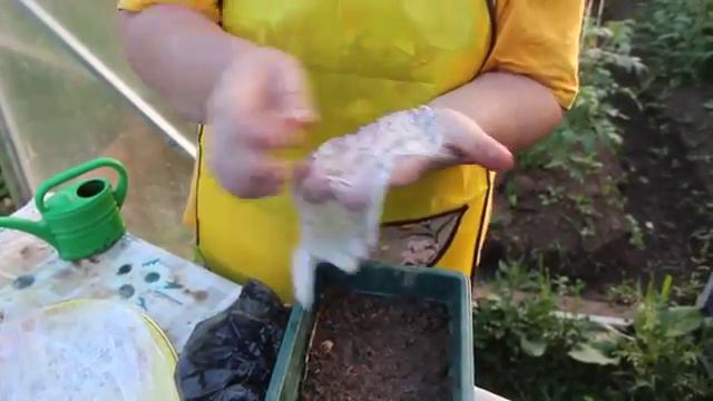 Базилик  Посадка базилика на марлю