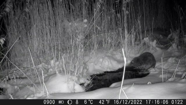 Бобр декабрь 2022, фотоловушка.