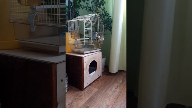 Нападение кошки на попугая! смотреть онлайн