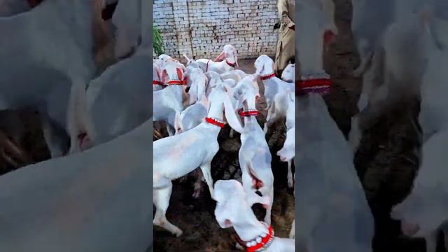 Gulabi bakriyan kimat 16000 rajanpuri bakriyan white bakriyan #Goat #farm #Sabir #Gulabi #bakriyan смотреть онлайн