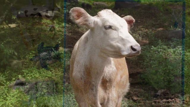 Учим Животных на английском Корова Динозавр Лошадь Заяц Развивающие Мультики для Детей смотреть онлайн