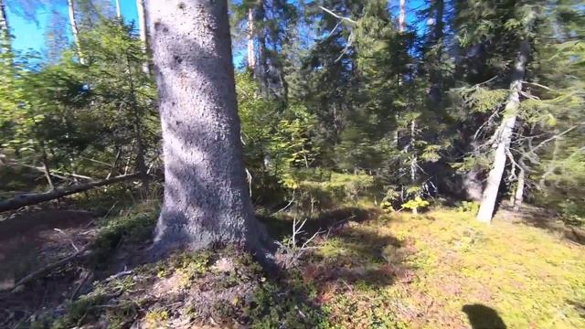 # А в лес так и тянет. смотреть онлайн