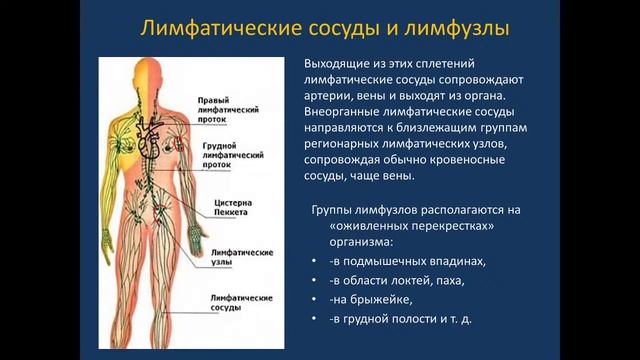 Лимфатическая система. 30.04.21 - 14:15 смотреть онлайн