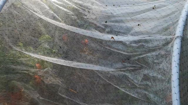 томаты на улице: европейцы и сибиряки смотреть онлайн