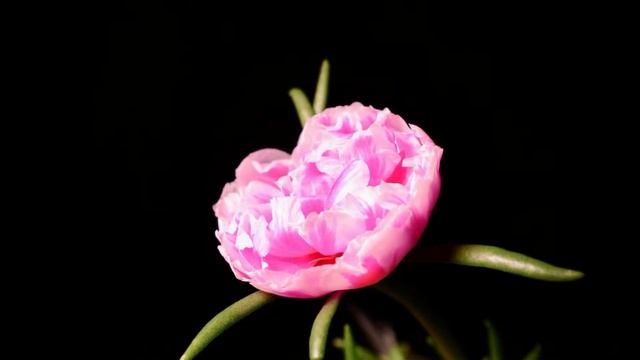 Blooming Flowers | BEST RELAXING MUSIC смотреть онлайн