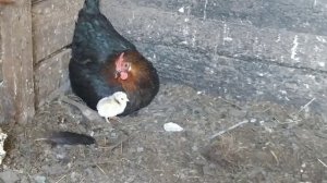 Как подсадить курице цыплят прямо из инкубатора. Чужих детей не бывает!