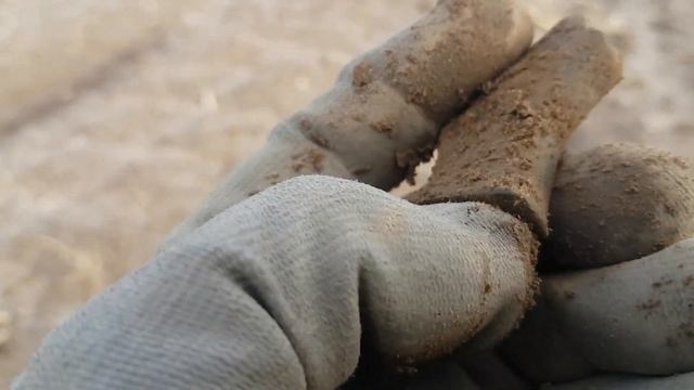 Коп после уборки кукурузы !