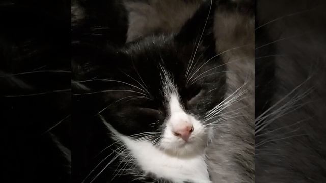 Нашел видео у себя, когда кошку принес с котятами домой, при первых морозах. смотреть онлайн