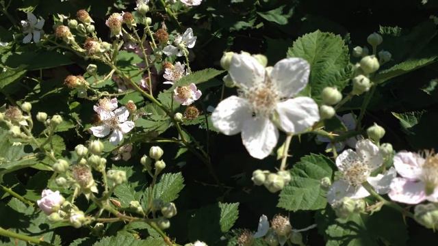 Bees and Blackberries смотреть онлайн