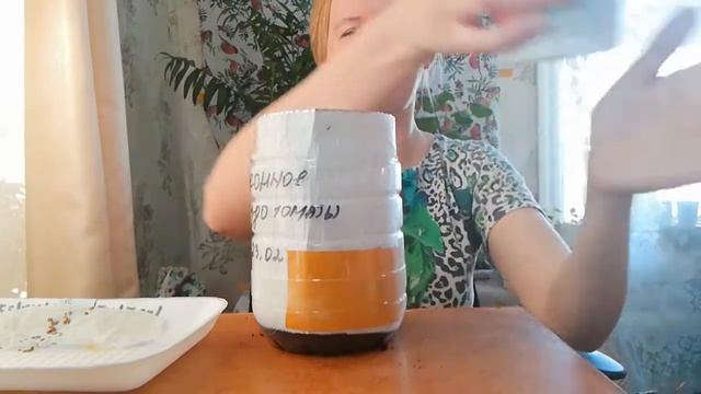 Томаты сеем "Балконное чудо" смотреть онлайн