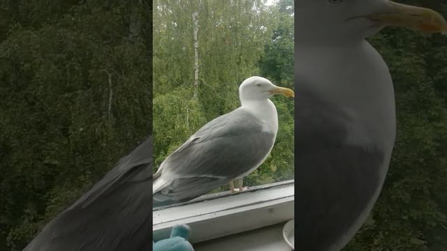 Чайка попрошайка, настырная и наглая , большая птица. смотреть онлайн
