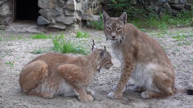 Рыси Лекс и Бусинка бодаются. 27.07.2022 смотреть онлайн