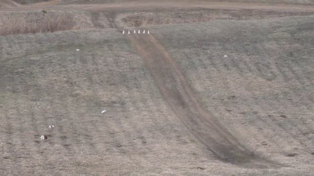 Собаки бегают за механическим зайцем смотреть онлайн