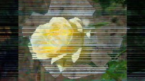 ЮРА ШАТУНОВ   БЕЛЫЕ РОЗЫ