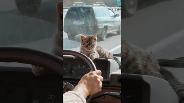 Смешной кот пристает к водителю #смешнойкот #смешноевидео #приколыскотами #котик #funny #смешно #ca