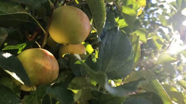 Apples ready for the autumn menu at The Grove Cromer смотреть онлайн