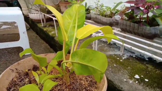 Philodendron Lemon Lime смотреть онлайн