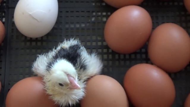 VLOG. Суп с клецками, потрошка. Что с Лексом.