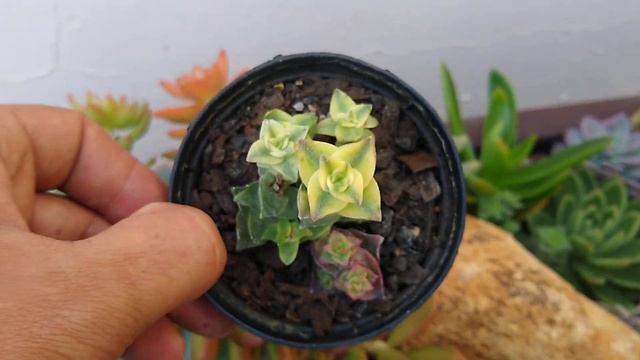 CRASSULA PERFORATA E SUAS CURIOSIDADES ? смотреть онлайн