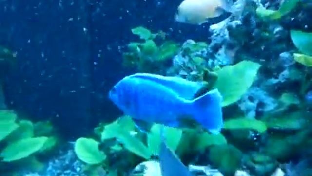 васильковый хаплохромис под лампой марин гло т5 смотреть онлайн