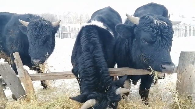 Чёрно-пёстрые бычки 15 месяцев смотреть онлайн