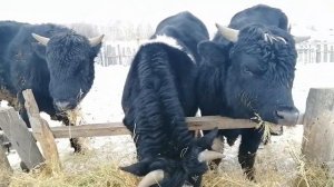 Чёрно-пёстрые бычки 15 месяцев