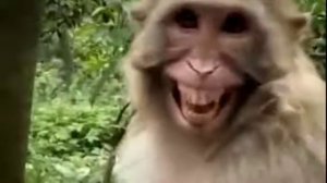 Monkey funny 🤣🤣😂 smile 😅| monkey funny videos | funny smile