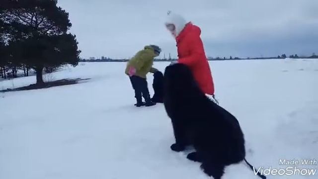 Ньюфаундленд,первое занятие, выдержка. смотреть онлайн