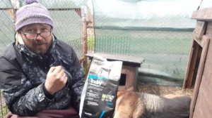 Как приучить собаку к будке или клетке.