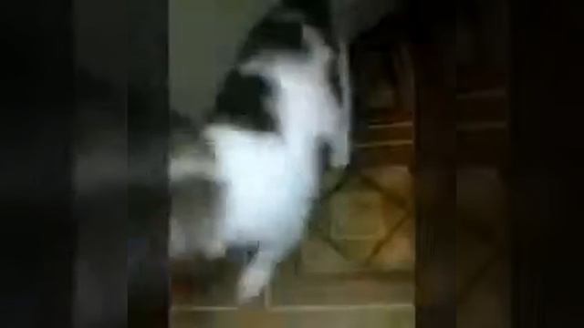 Воспитание чихуахуа. смотреть онлайн