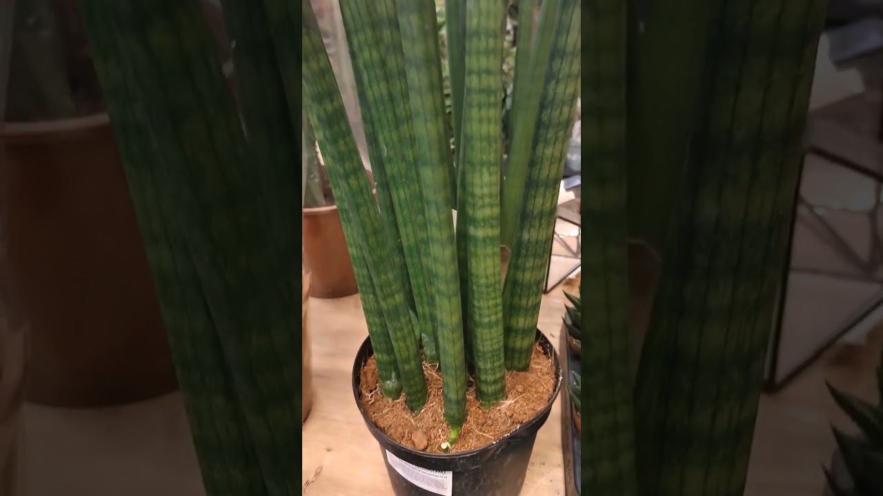 #shorts Кажется у меня новая "Хотелка" #Сансевиерия смотреть онлайн