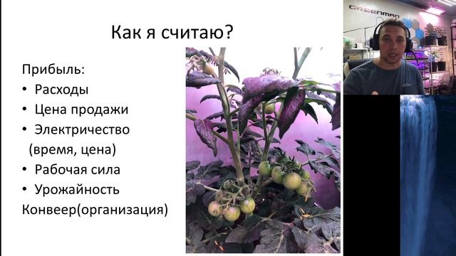 ПРОДАЖА микрозелени и Как я ПРОДАЮ томаты Черри по 500-700р/кг. Бизнес в квартире смотреть онлайн