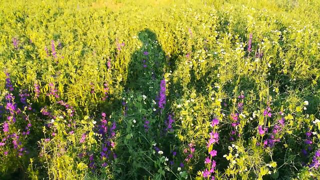 Озимый горох, озимый ячмень смотреть онлайн